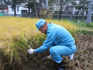 高橋清田区長も稲刈り初挑戦
