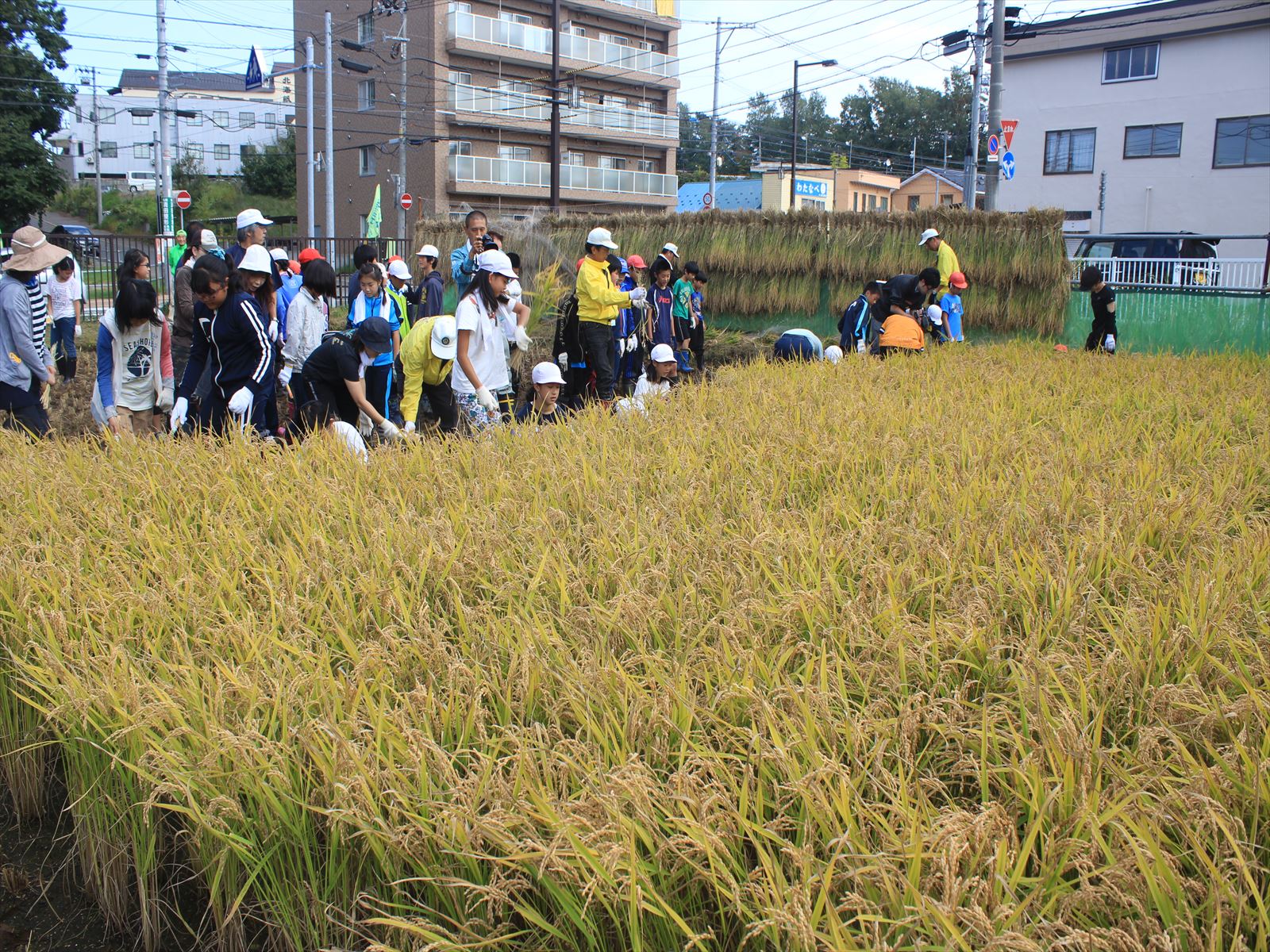 学校の水田「ゆめ田んぼ あしりべつ」で稲刈りする児童