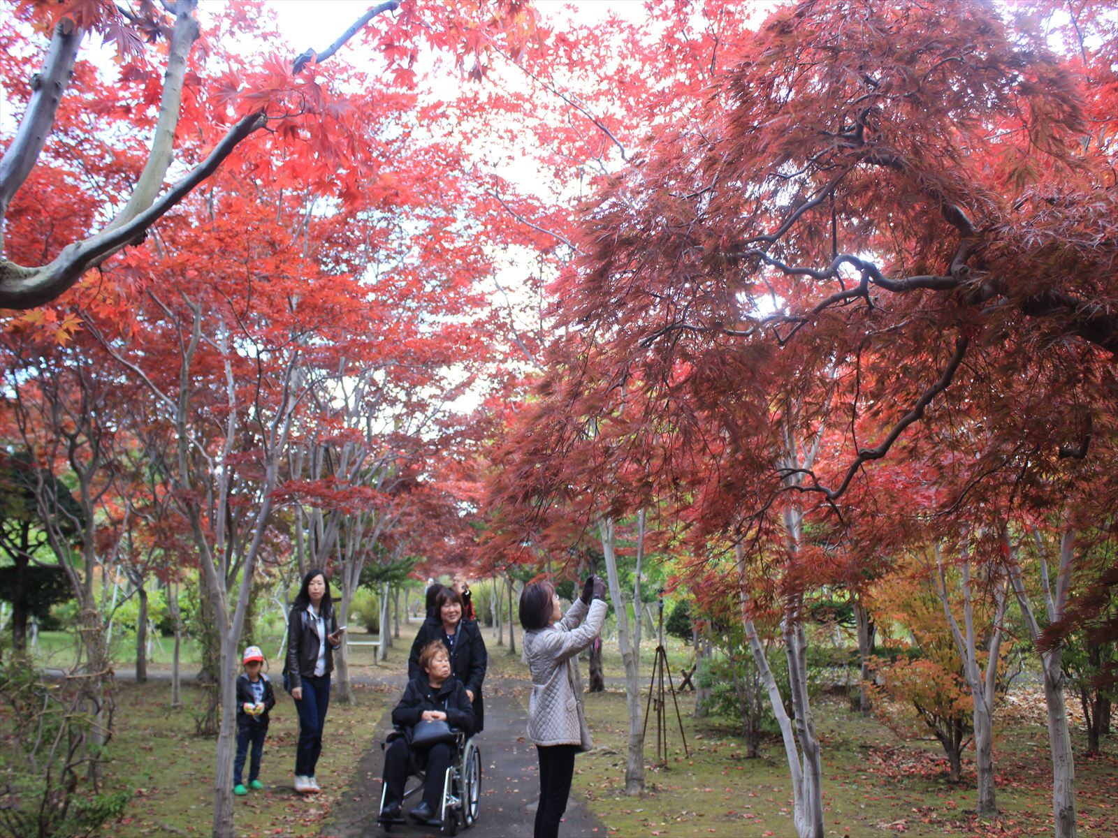 色づくモミジのトンネル=10月23日、平岡樹芸センター