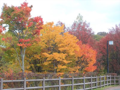 平岡公園も秋色に