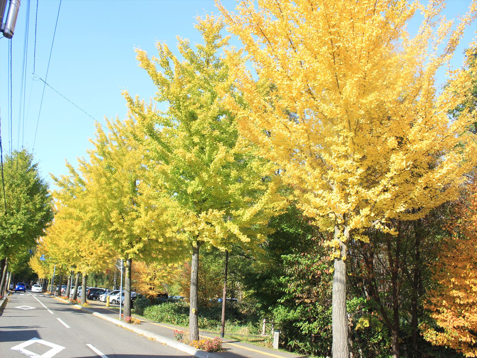 イチョウ並木=10月23日、清田区民センター前