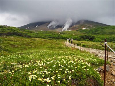 札幌 公園緑地さんぽ】 高山植物が咲き乱れる天空の別世界 大
