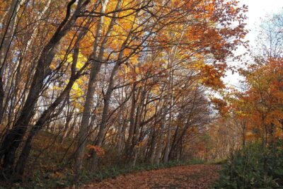 札幌 公園緑地さんぽ】 住宅街のすぐ近くにある秋の絶景 東部緑地