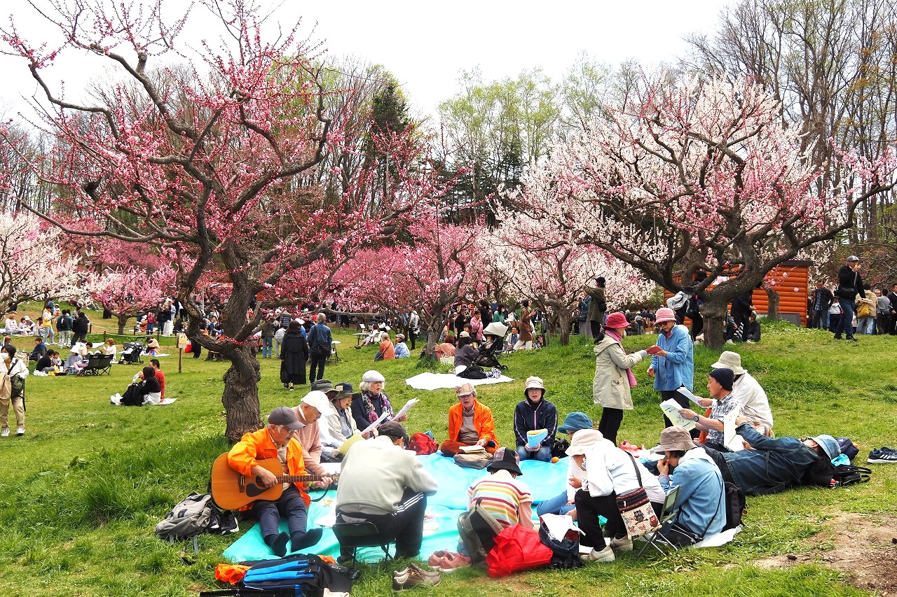 平岡公園　ウメが見頃のイメージ